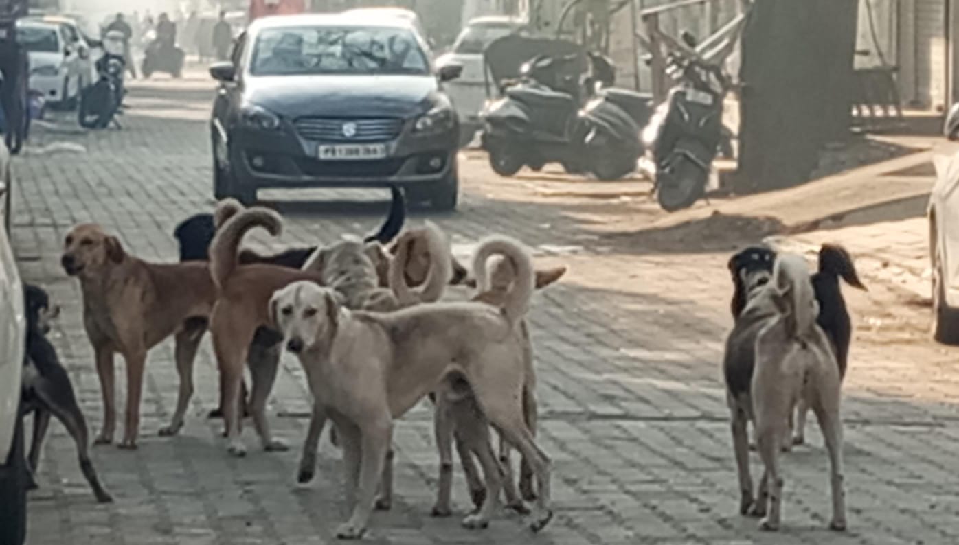 राजपुरा शहर में आवारा कुत्तों का आतंक बढ़ता जा रहा है